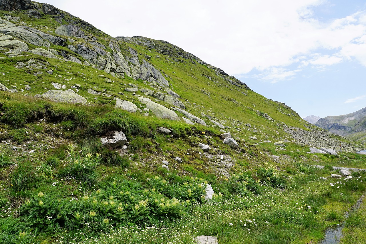 nature  landscape  grass free photo