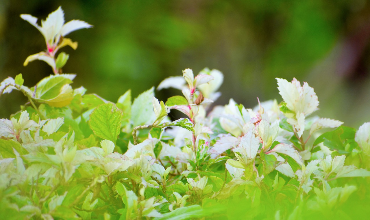 nature  leaf  flora free photo