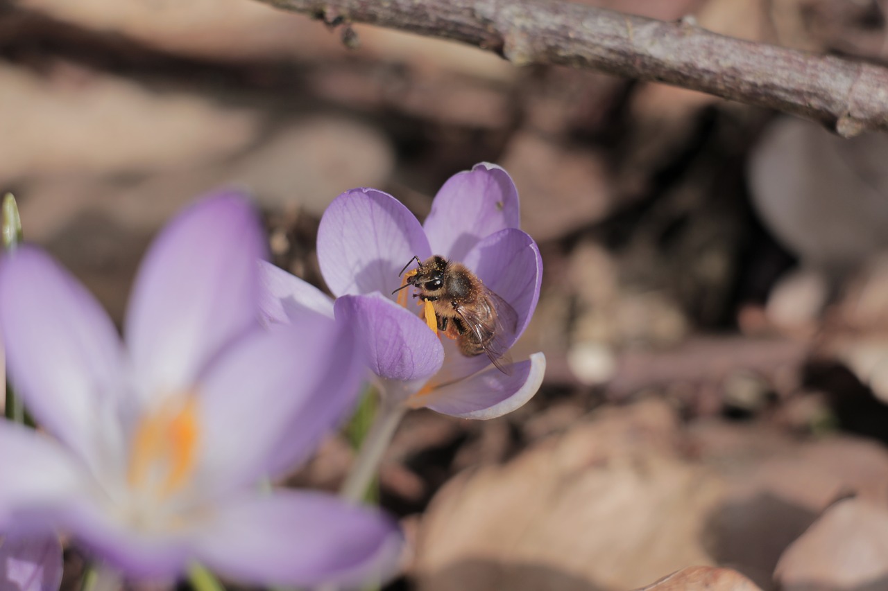 nature  flower  plant free photo