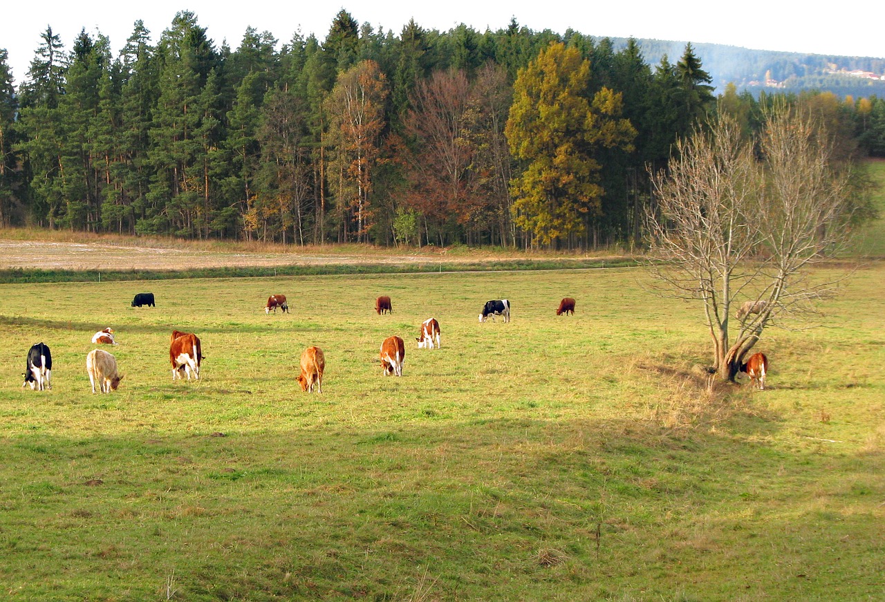 nature  czechia  landscape free photo