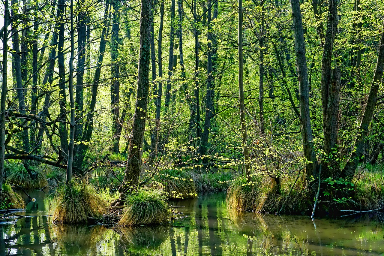 nature  wood  spring free photo