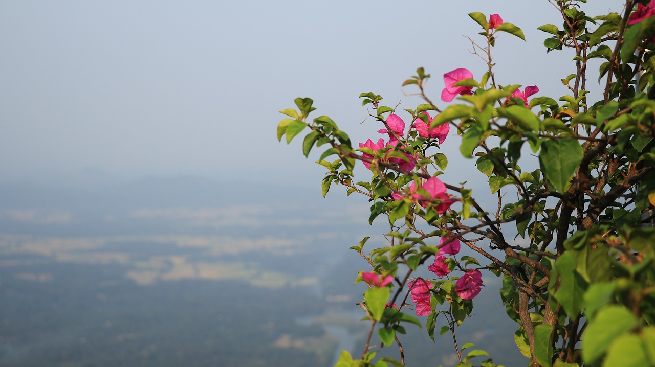 nature  tree  flora free photo