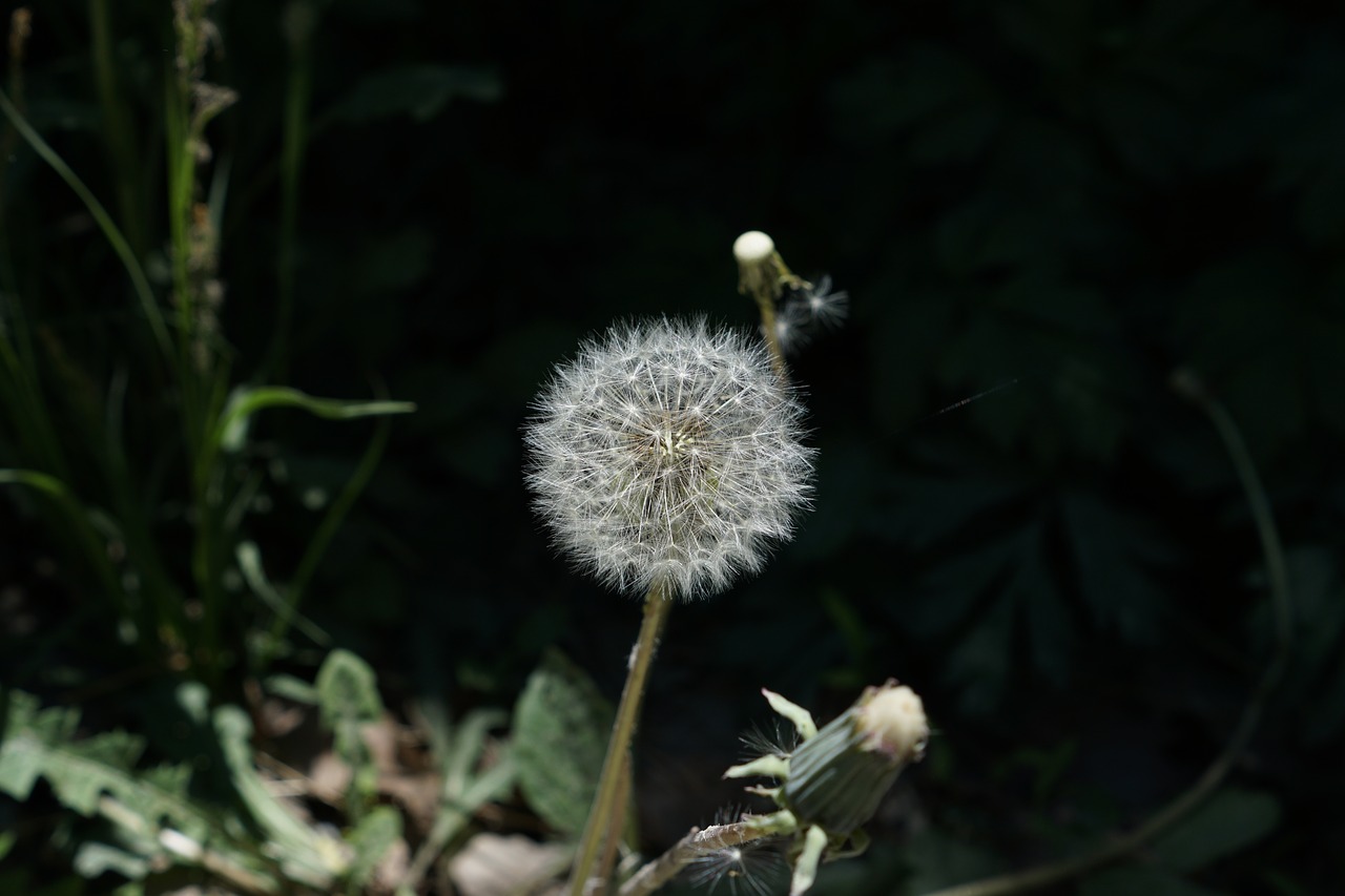 nature  plants  flowers free photo