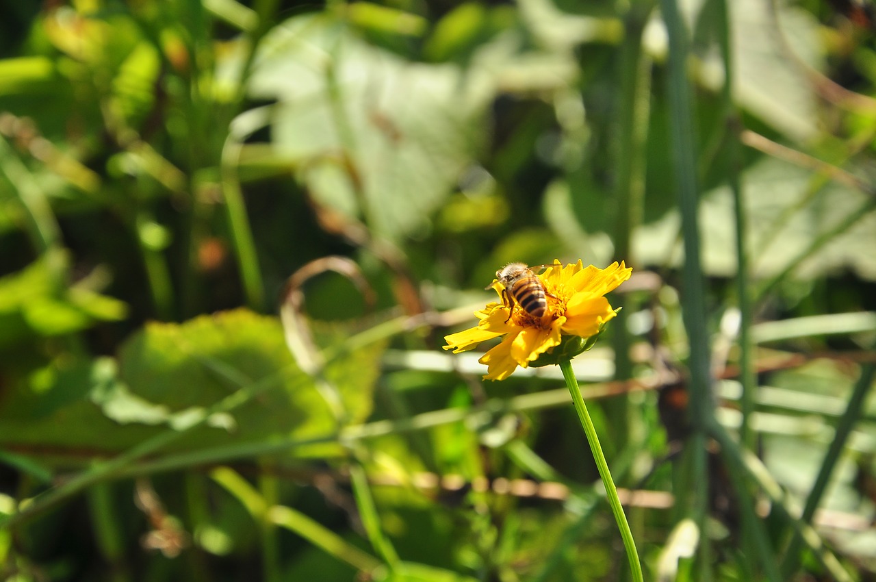 nature  insect  flora free photo