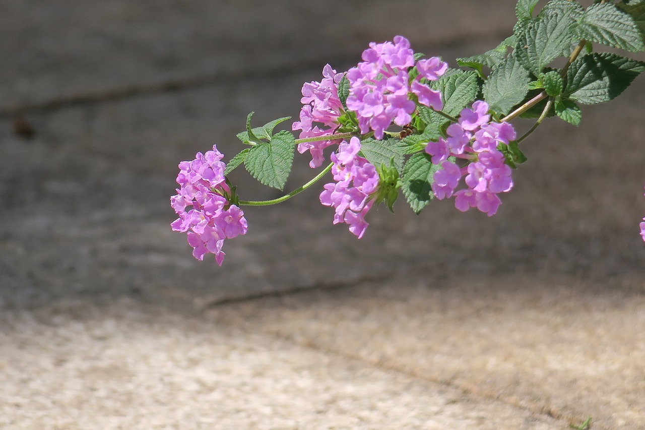 nature  plant  flower free photo