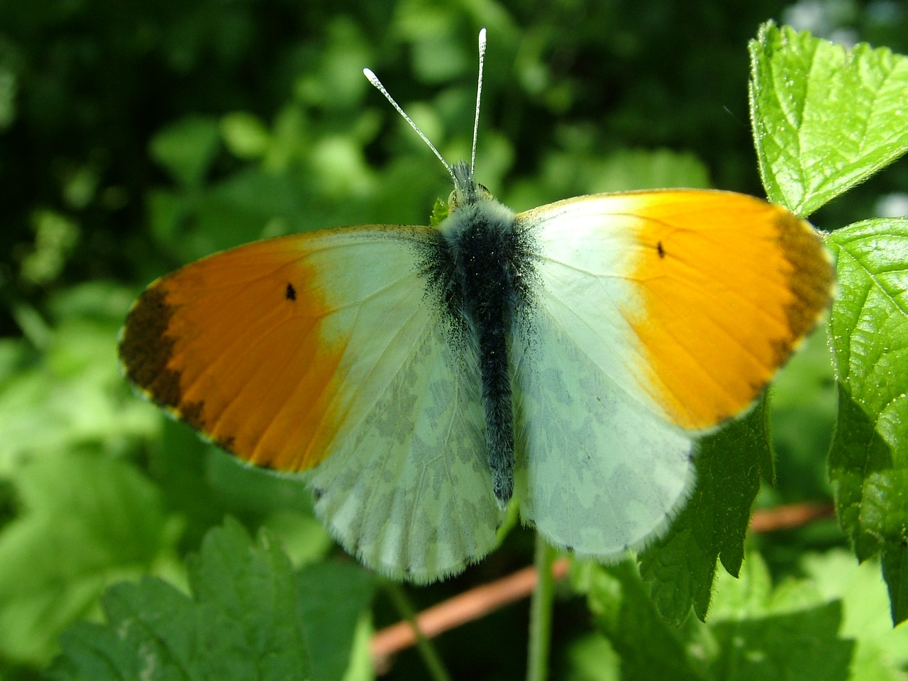 nature  summer  wing free photo