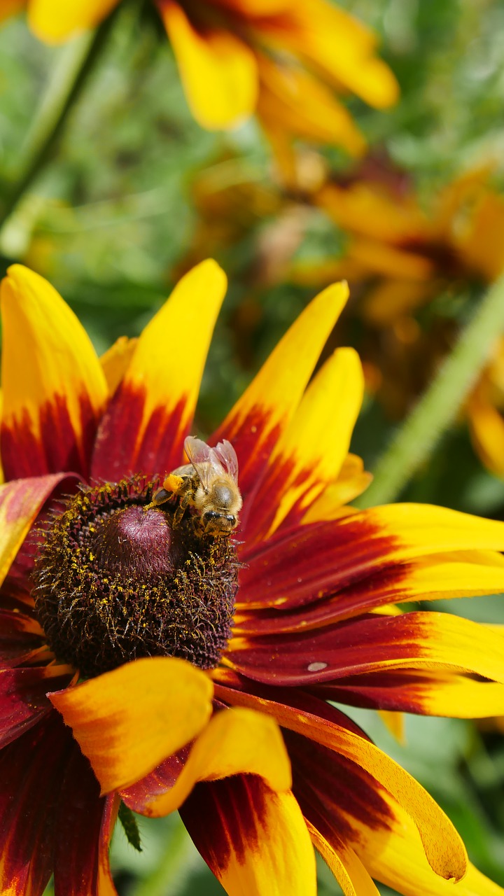 nature  flower  yellow free photo