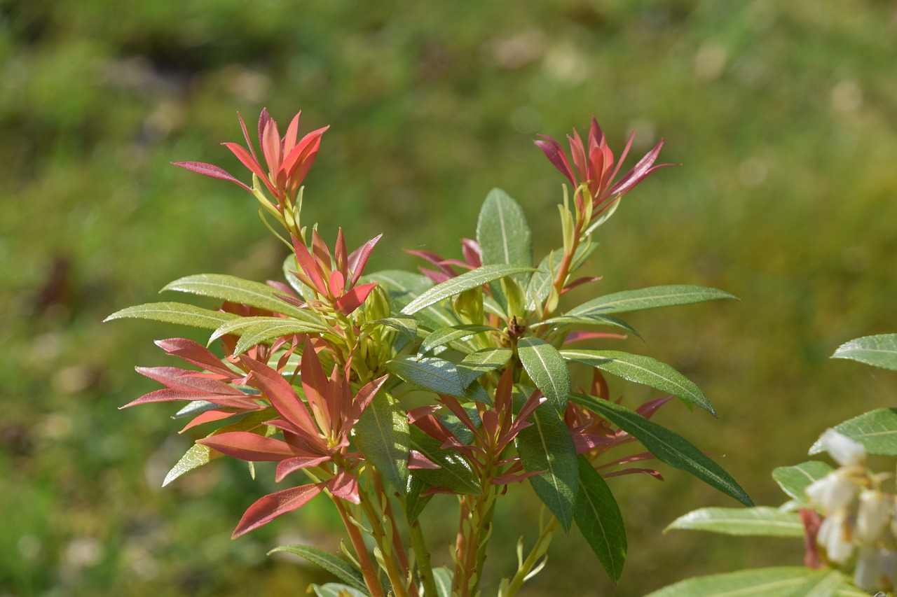 nature  plant  flower free photo