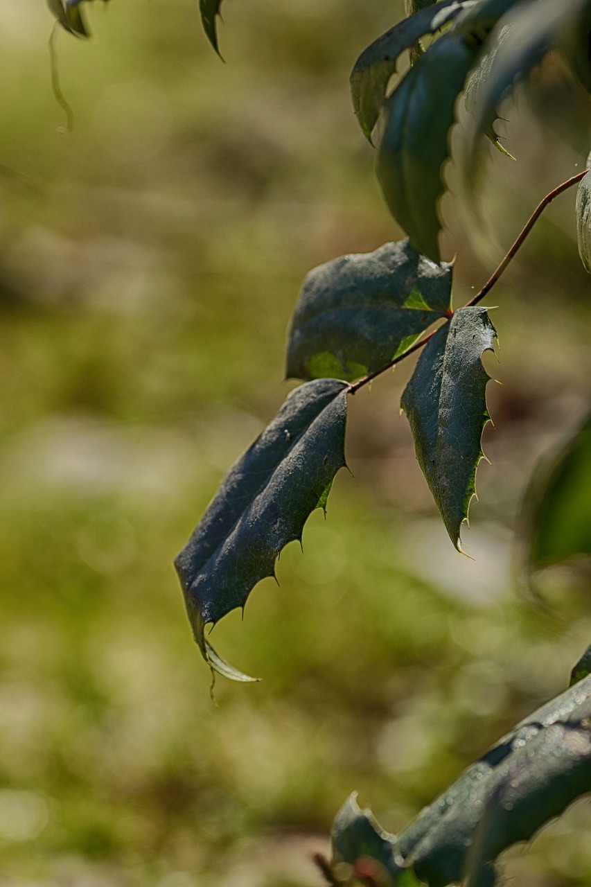 nature  outdoors  plant free photo