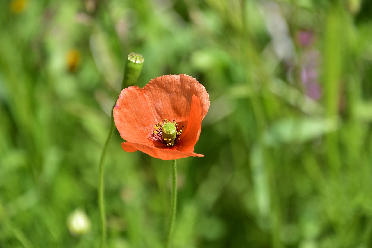 nature  flower  plant free photo