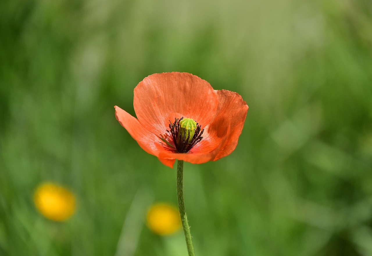 nature  summer  flower free photo