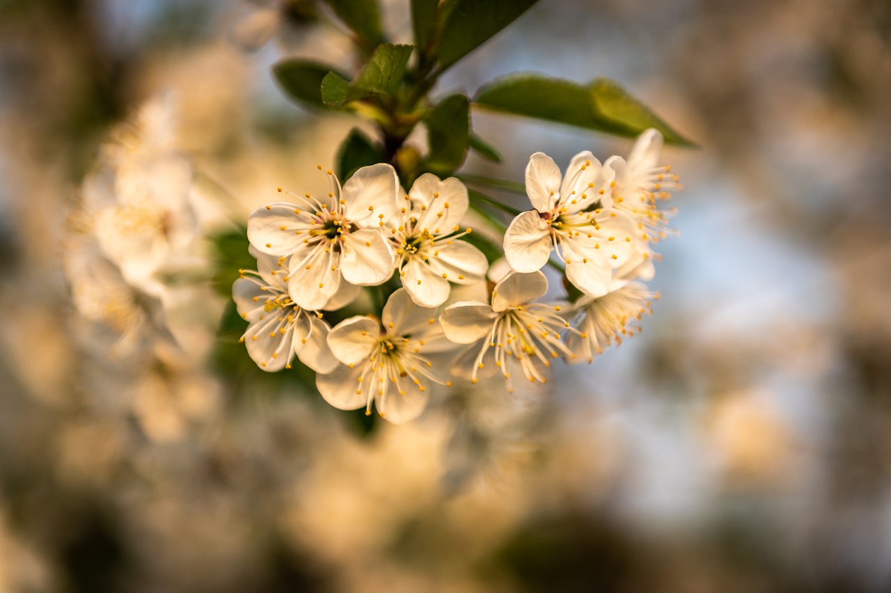 nature  plant  flower free photo