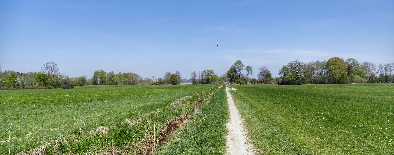 nature  grass  field free photo