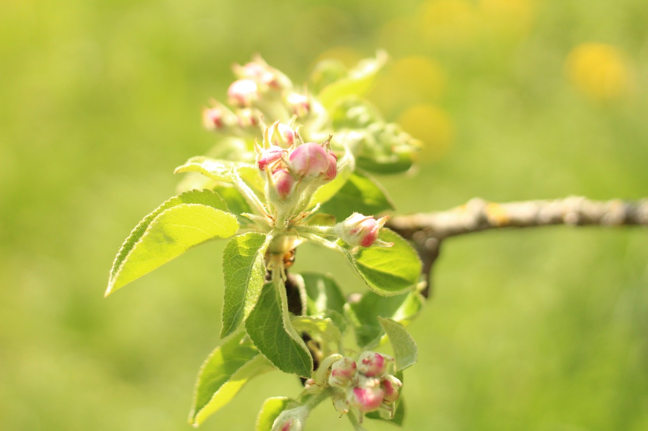 nature  leaf  plant free photo