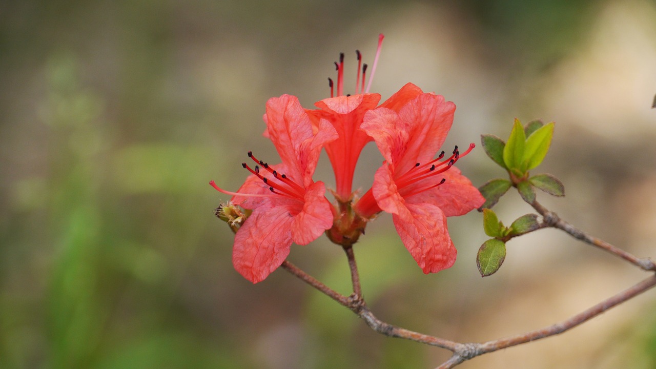 nature  flowers  plants free photo