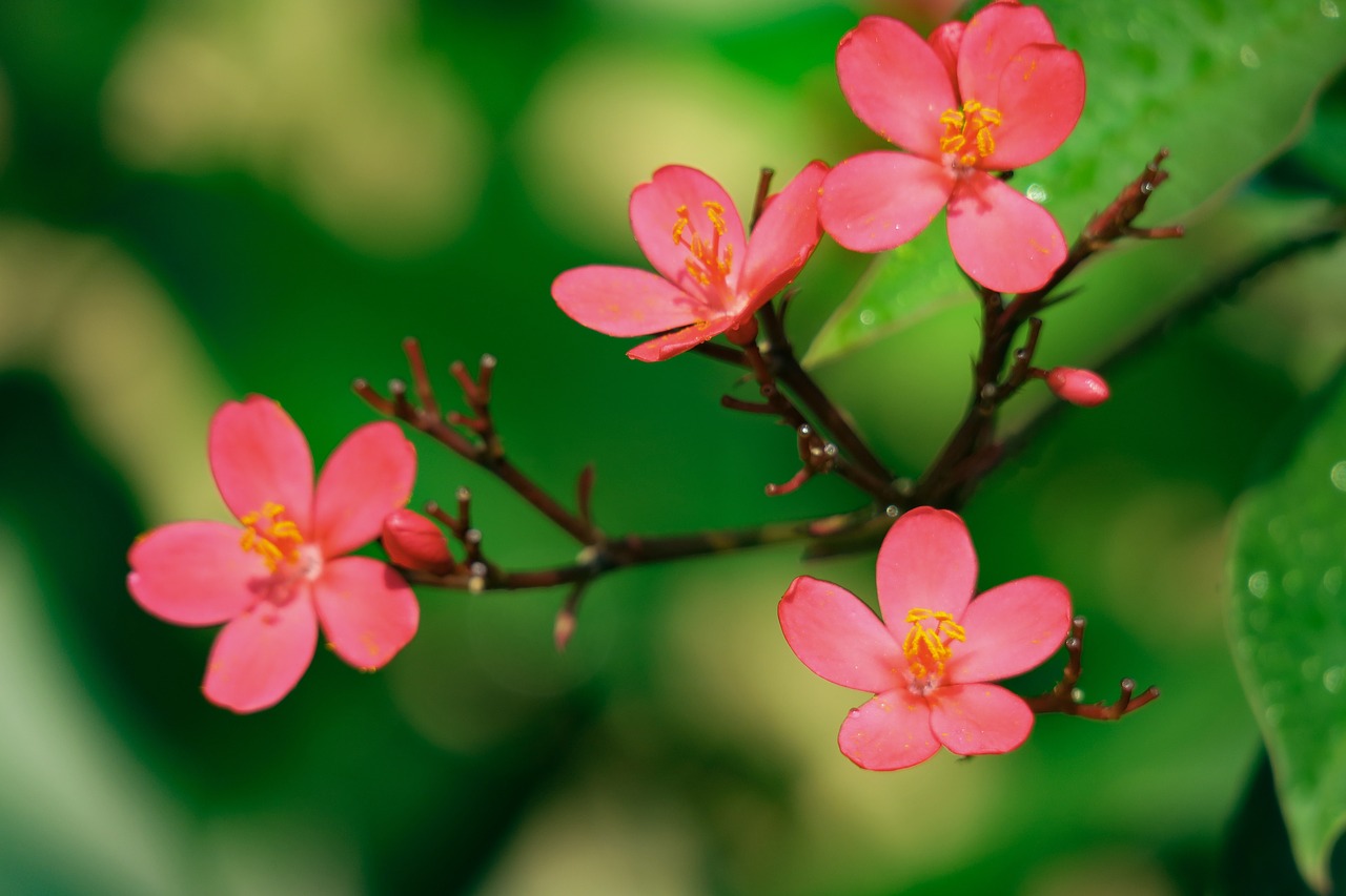 nature  plant  flower free photo