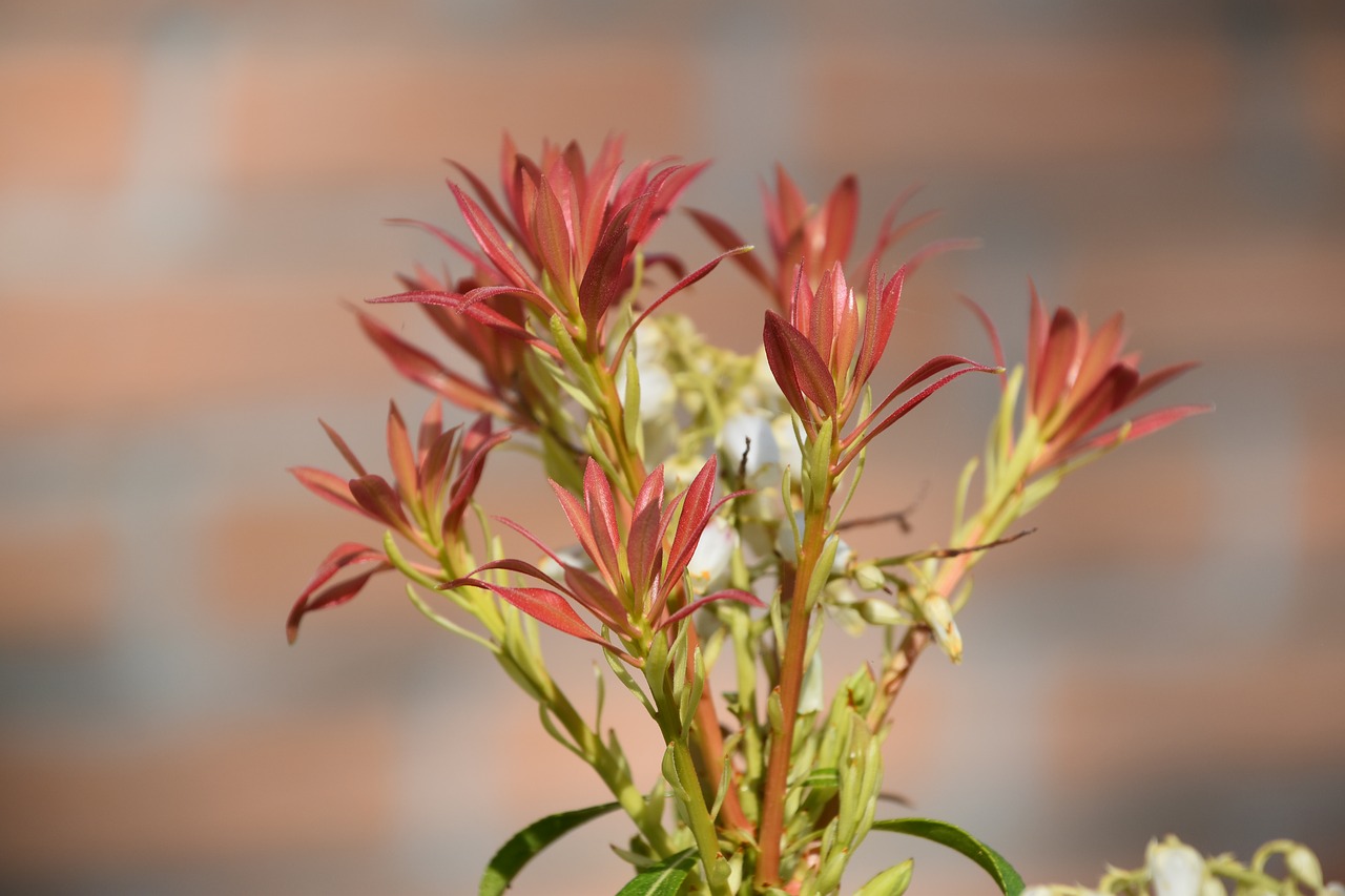 nature  flower  plant free photo