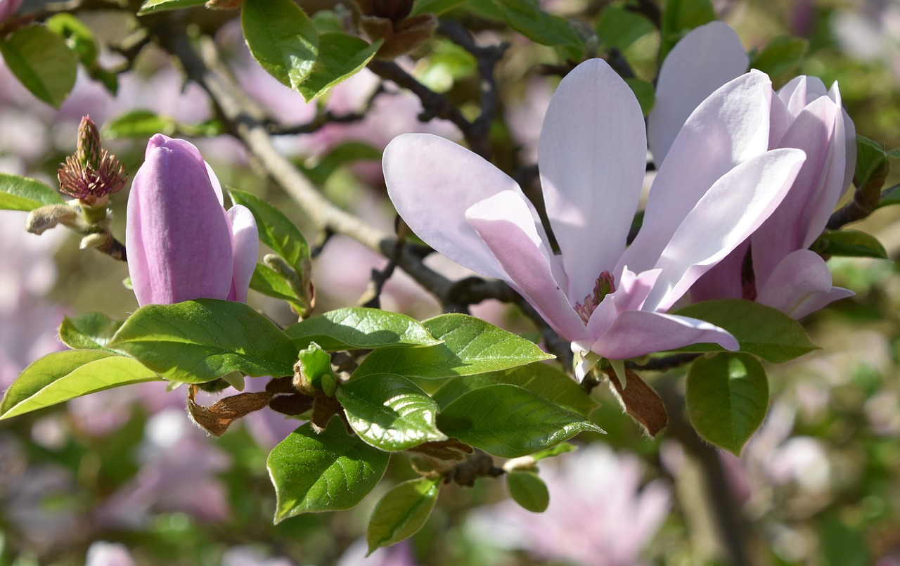 nature  flower  plant free photo