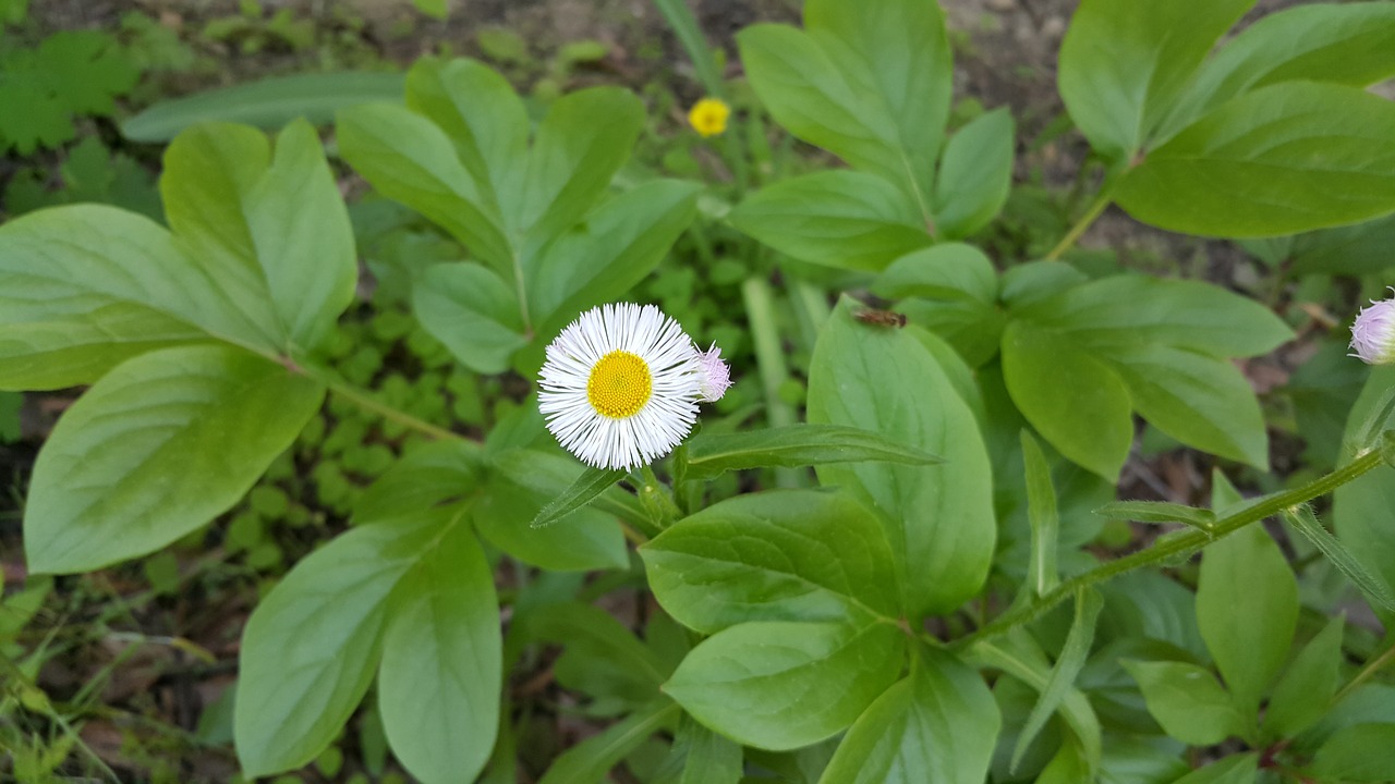 nature  leaf  plants free photo