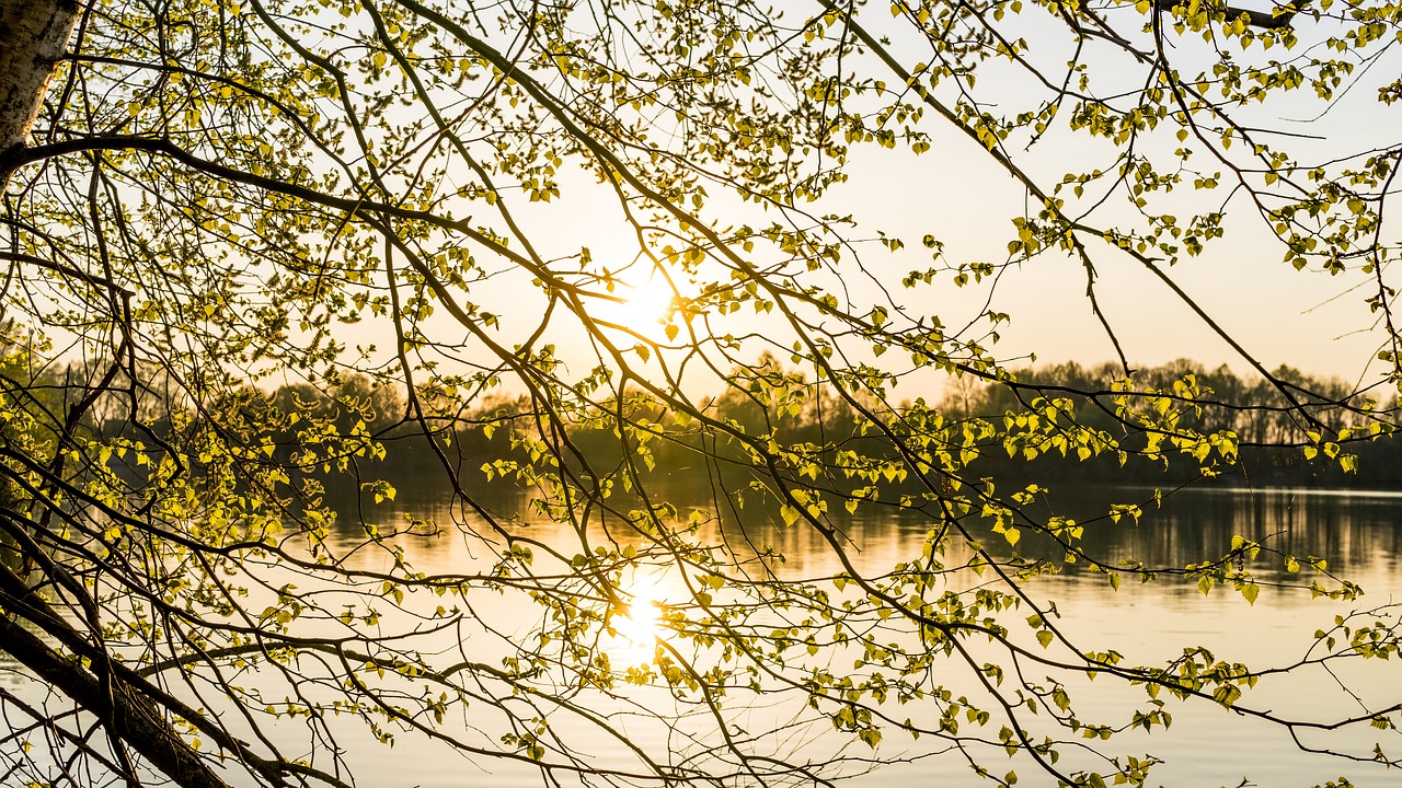 nature  tree  leaves free photo