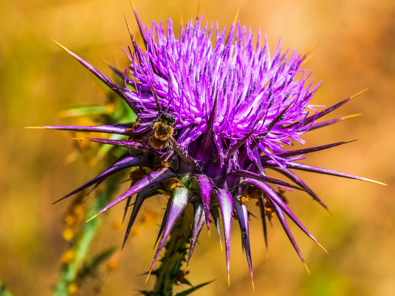 nature  prickly  thistle free photo