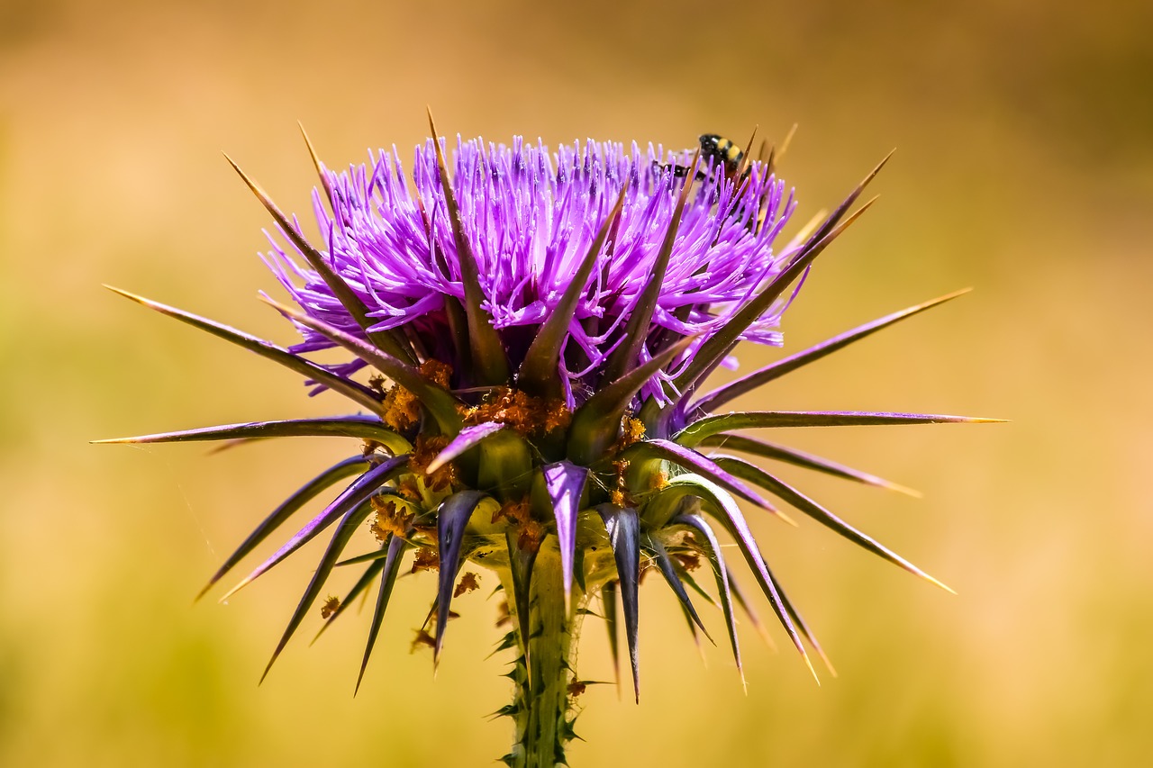 nature  prickly  thistle free photo