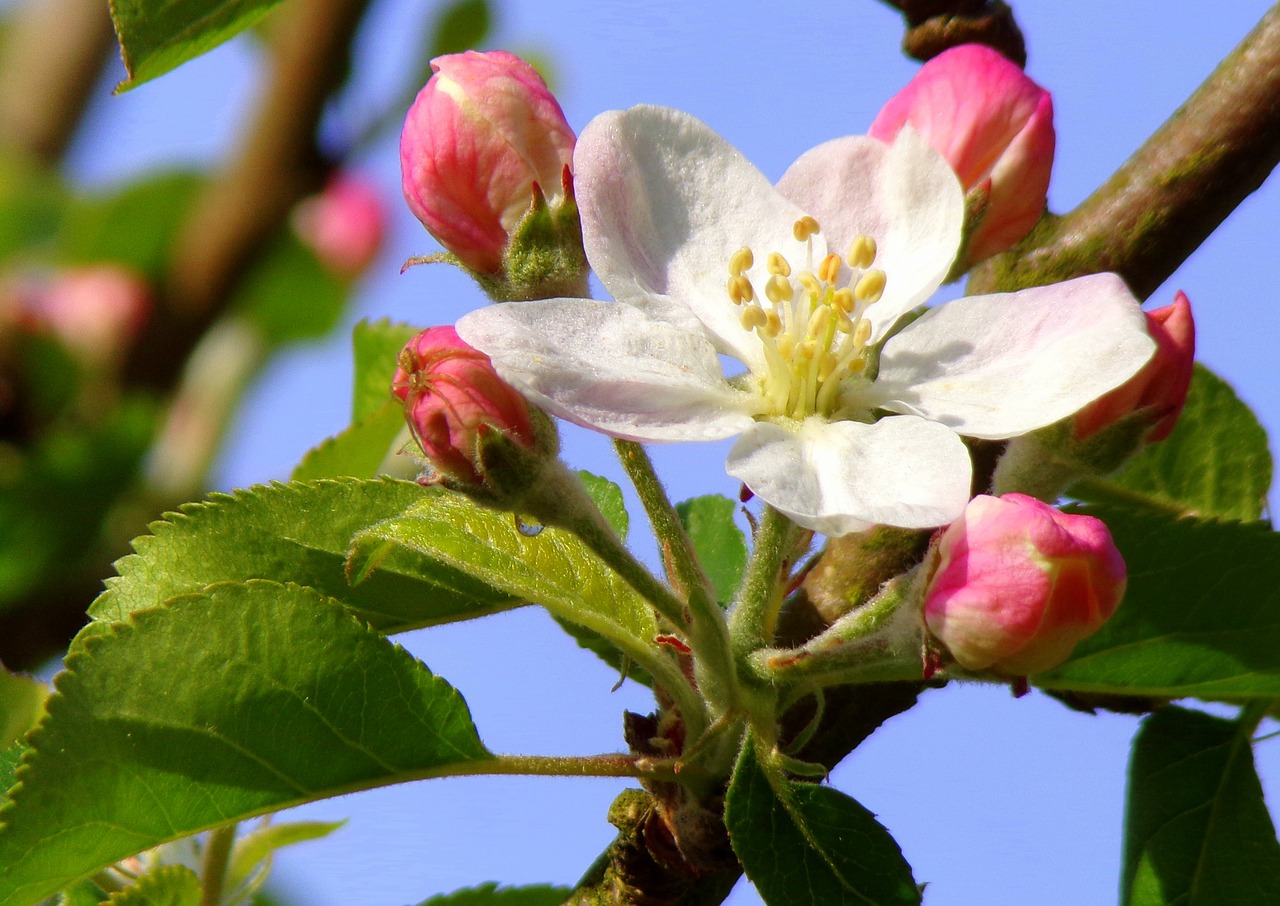 nature  flower  tree free photo