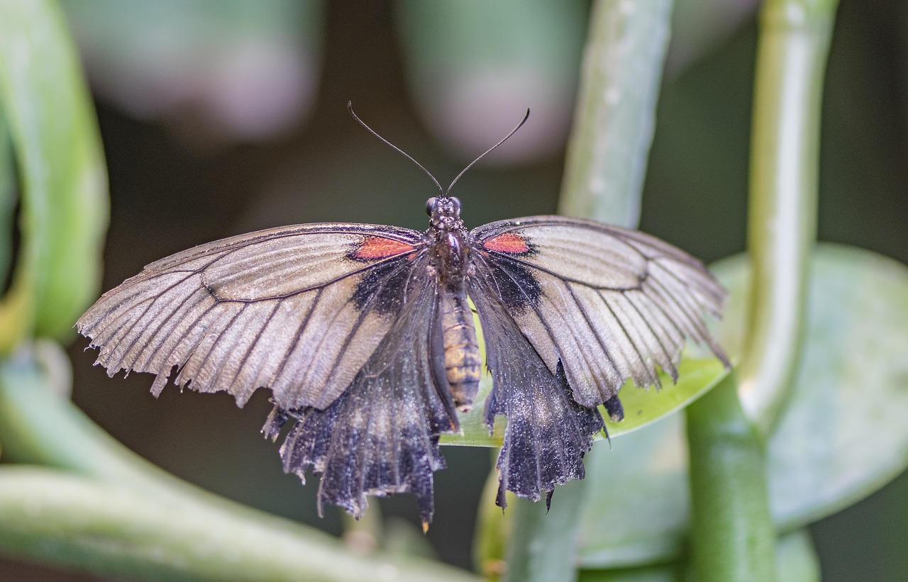 nature  insect  butterfly free photo