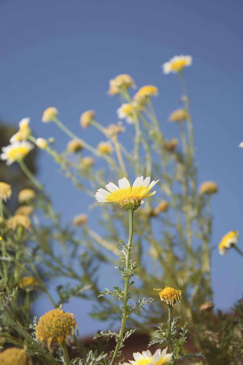 nature  flower  flora free photo