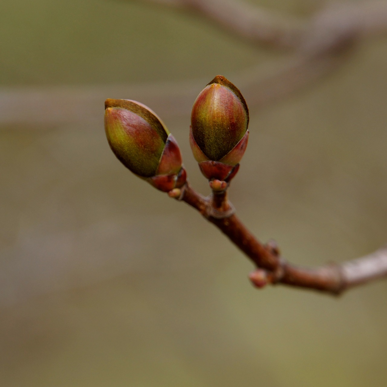 nature spring a new beginning free photo