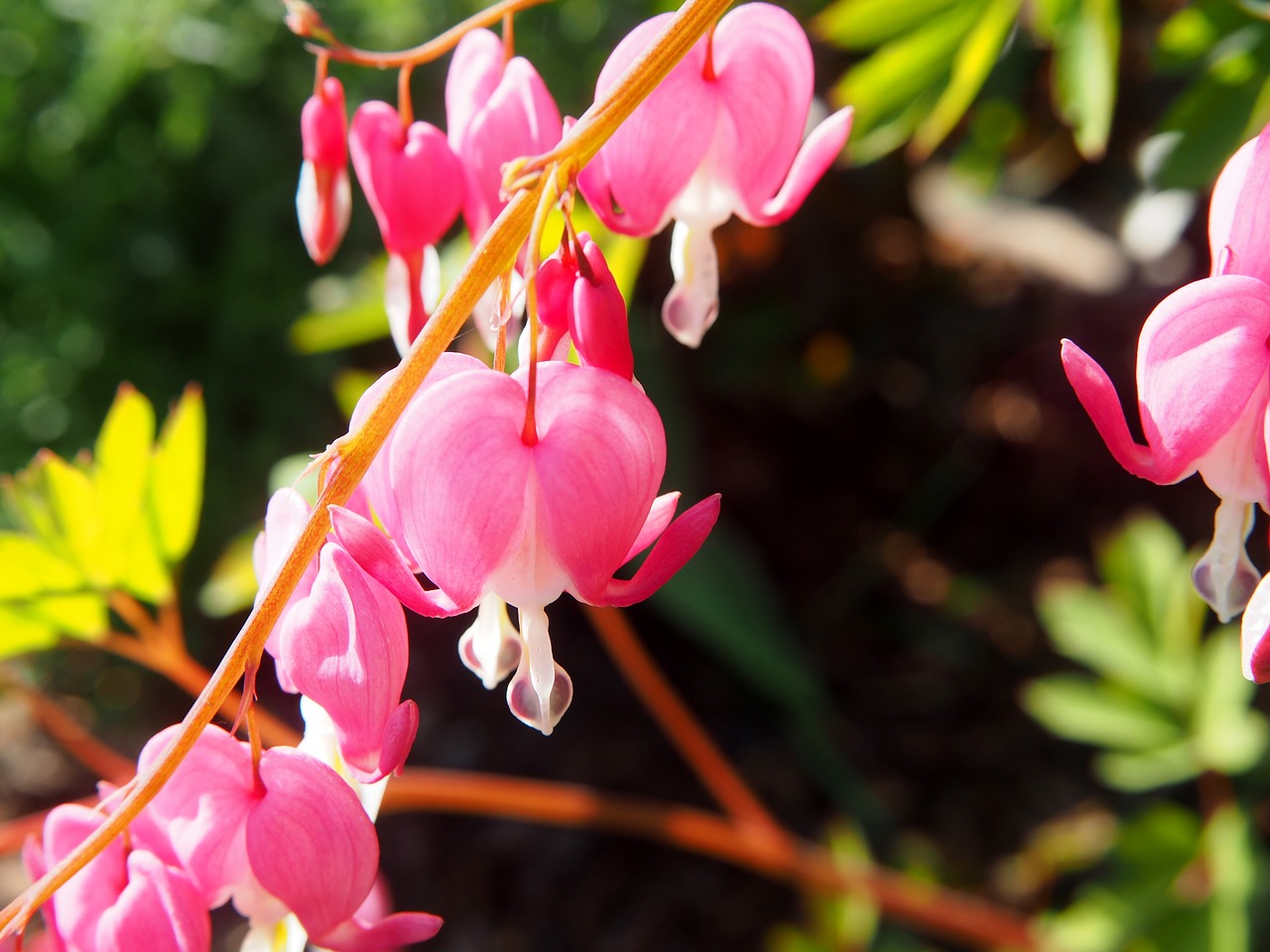 nature  flower  plant free photo