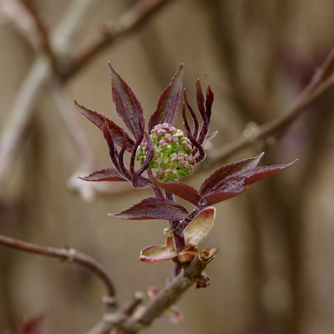 nature spring a new beginning free photo