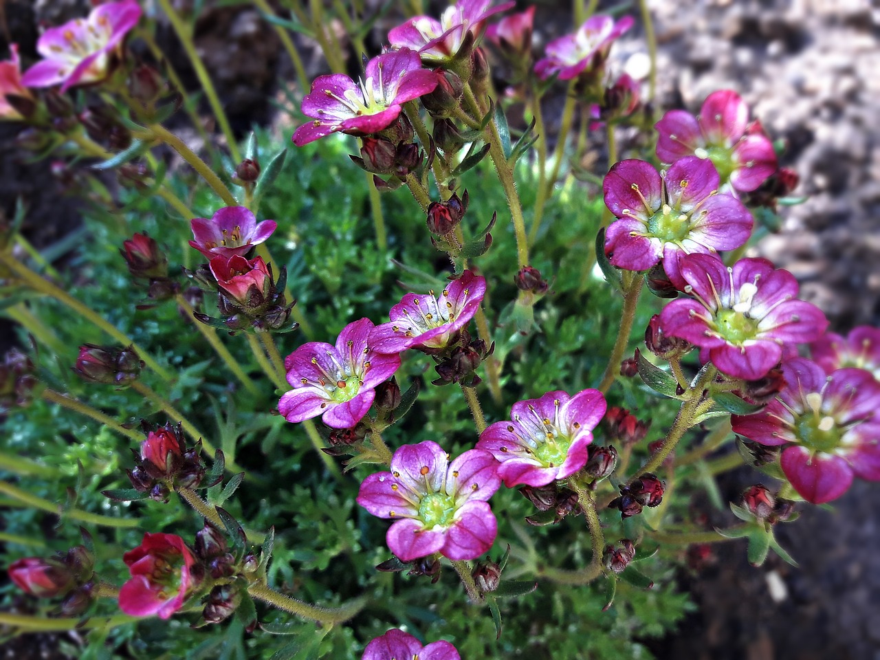 nature  flower  plant free photo