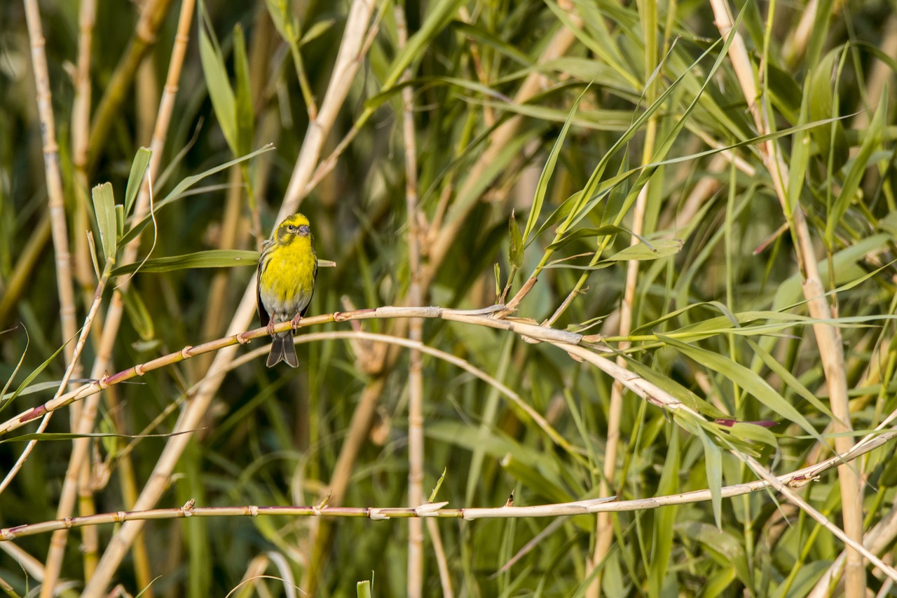 nature  open air  birds free photo