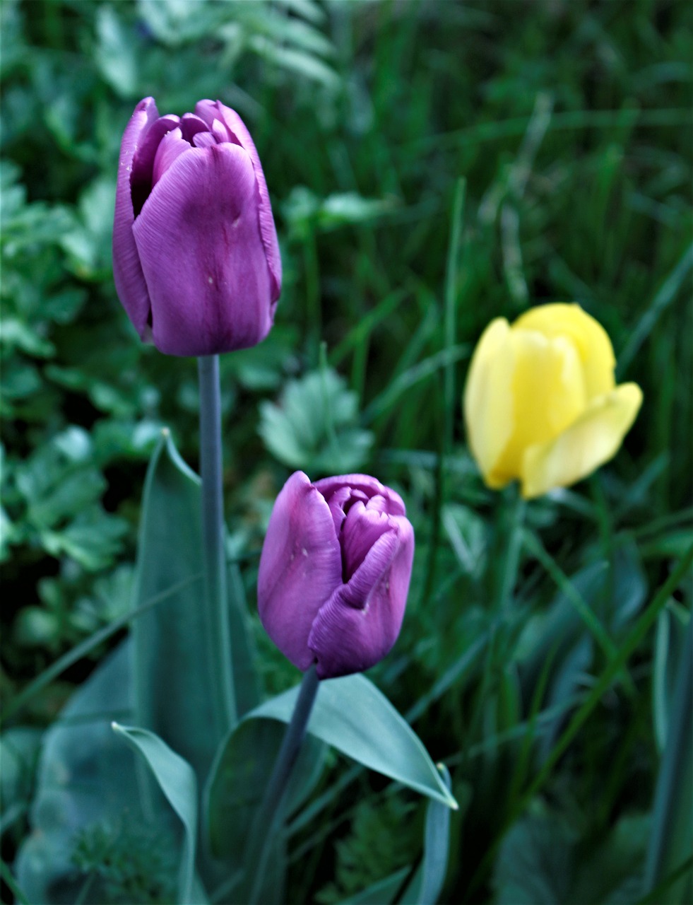 nature  flower  easter free photo