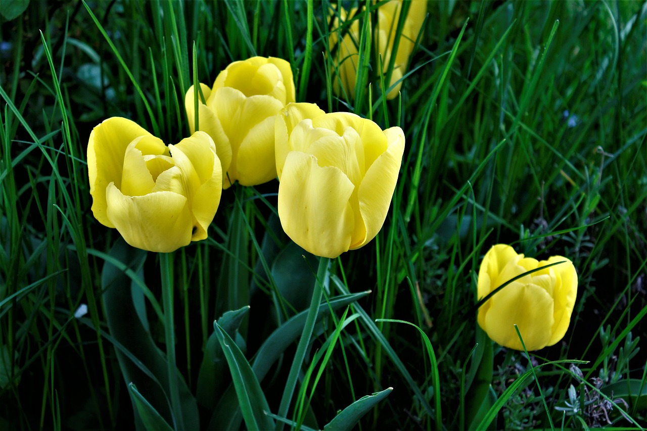 nature  flower  grass free photo