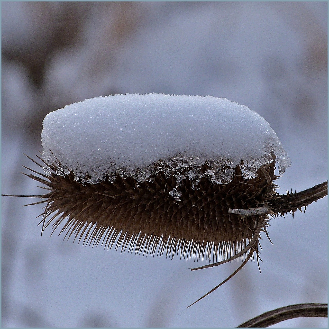 nature  no one  winter free photo