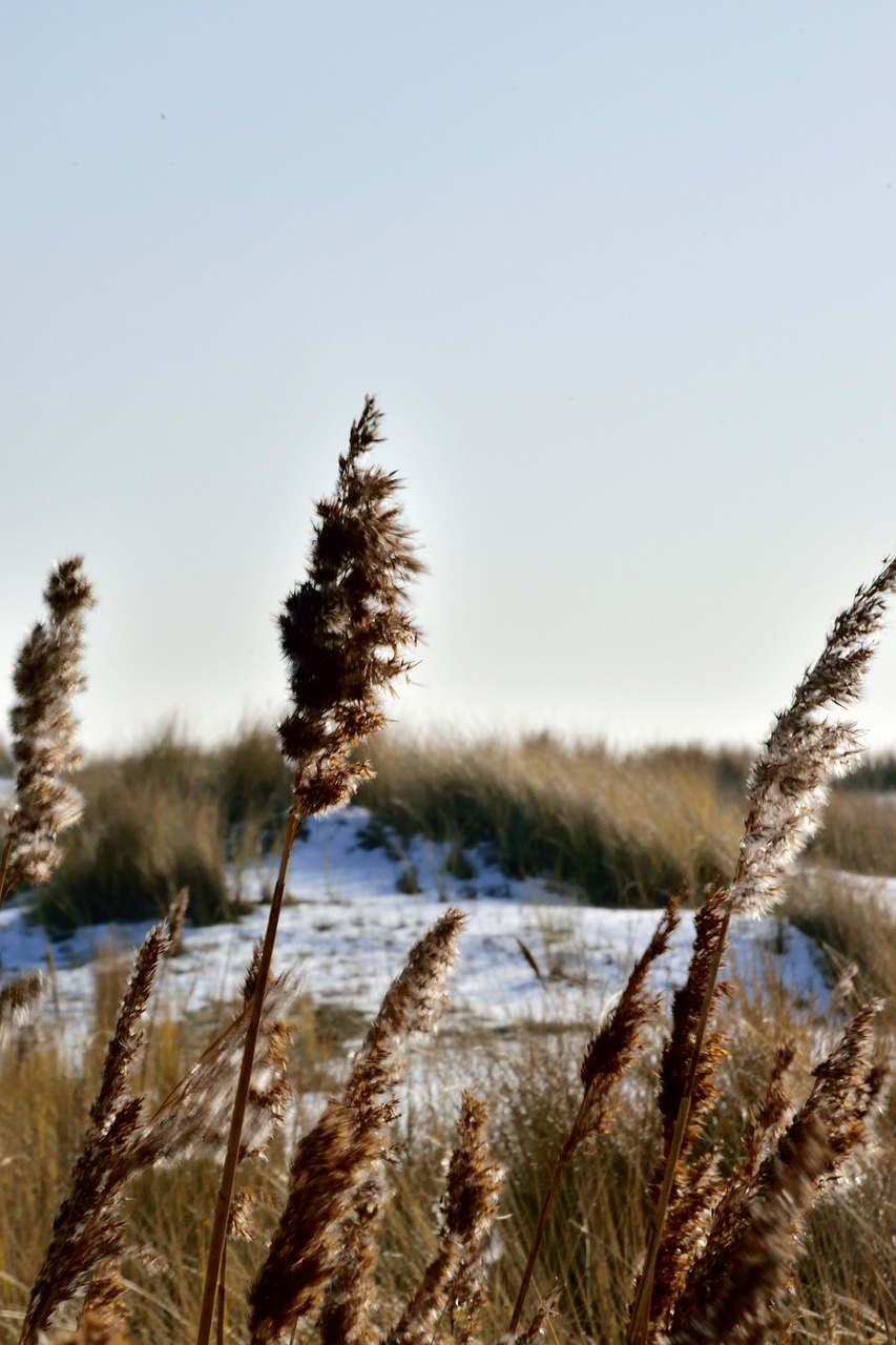 nature  sky  winter free photo