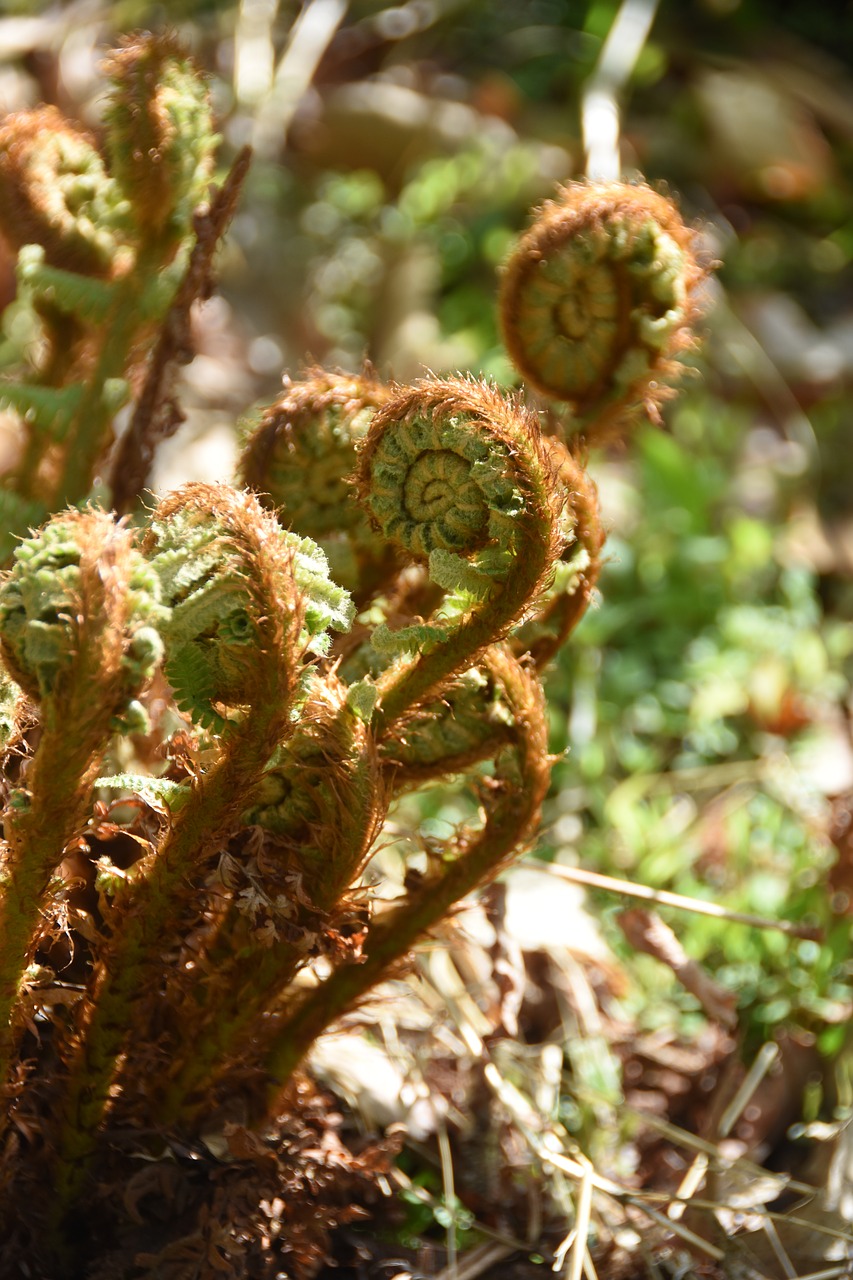 nature  plants  curve free photo