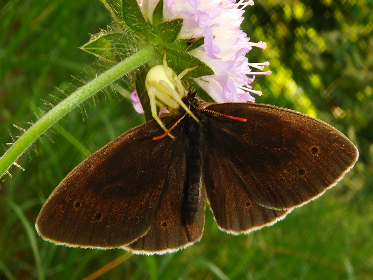 nature  butterfly day  insect free photo