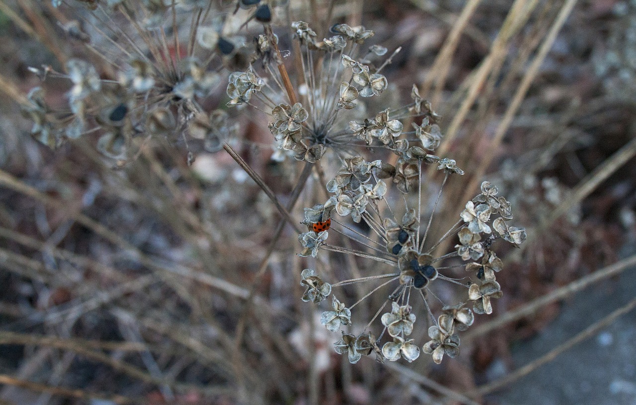 nature  outdoors  flora free photo