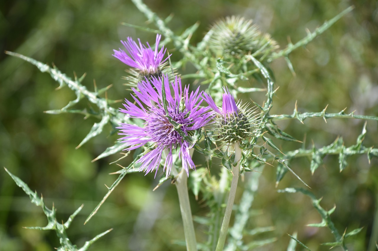 nature  flower  plant free photo