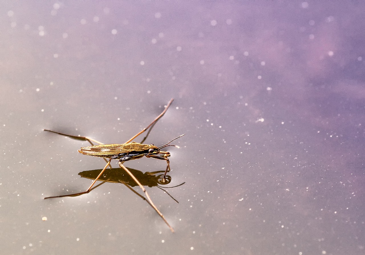 nature  water striders  gerridae free photo