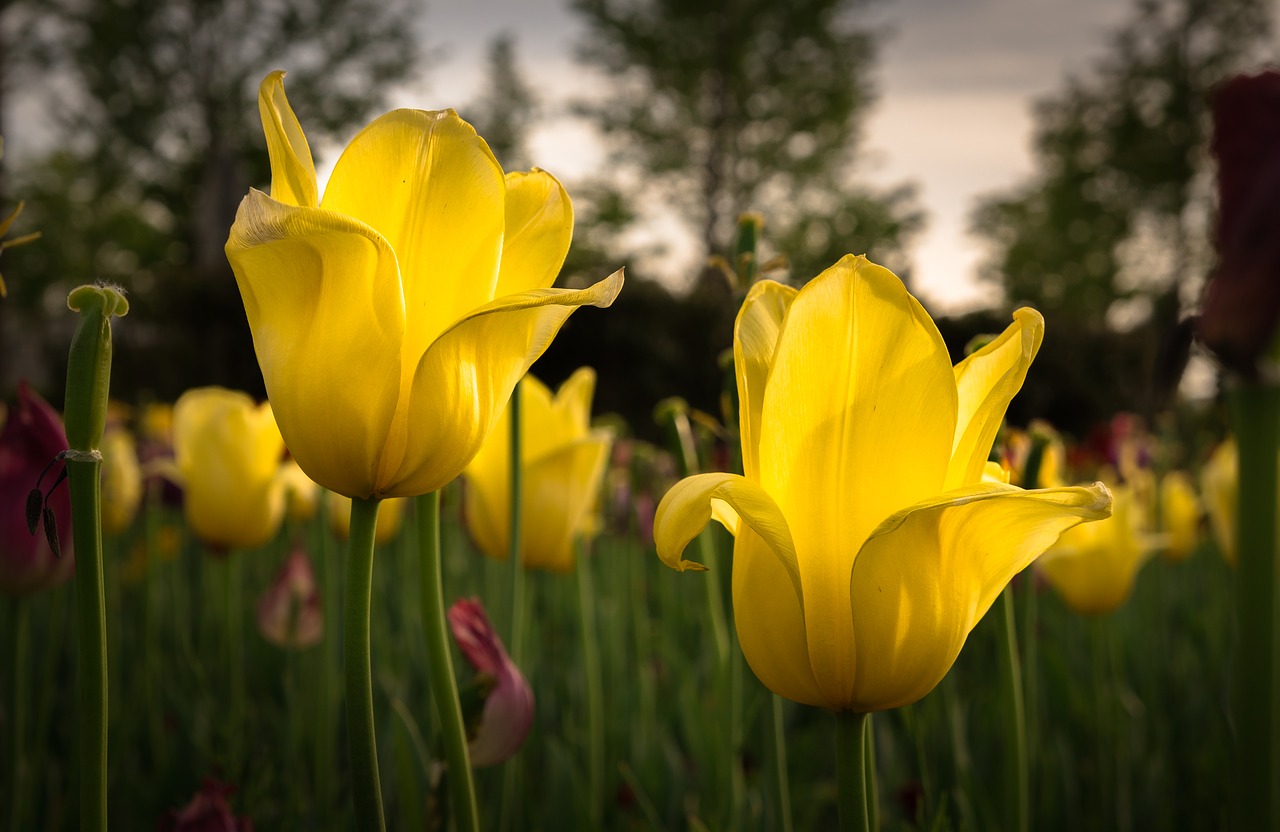 nature  flowers  plants free photo