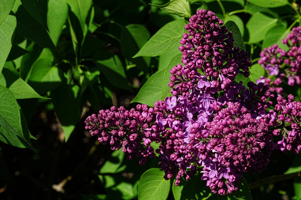 nature  lilac  spring free photo