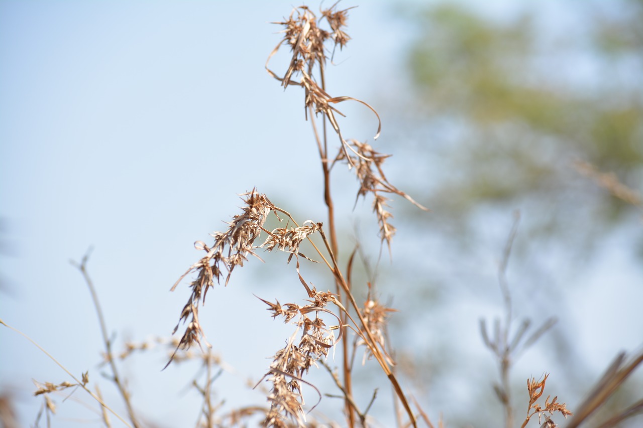 nature  outdoors  flora free photo