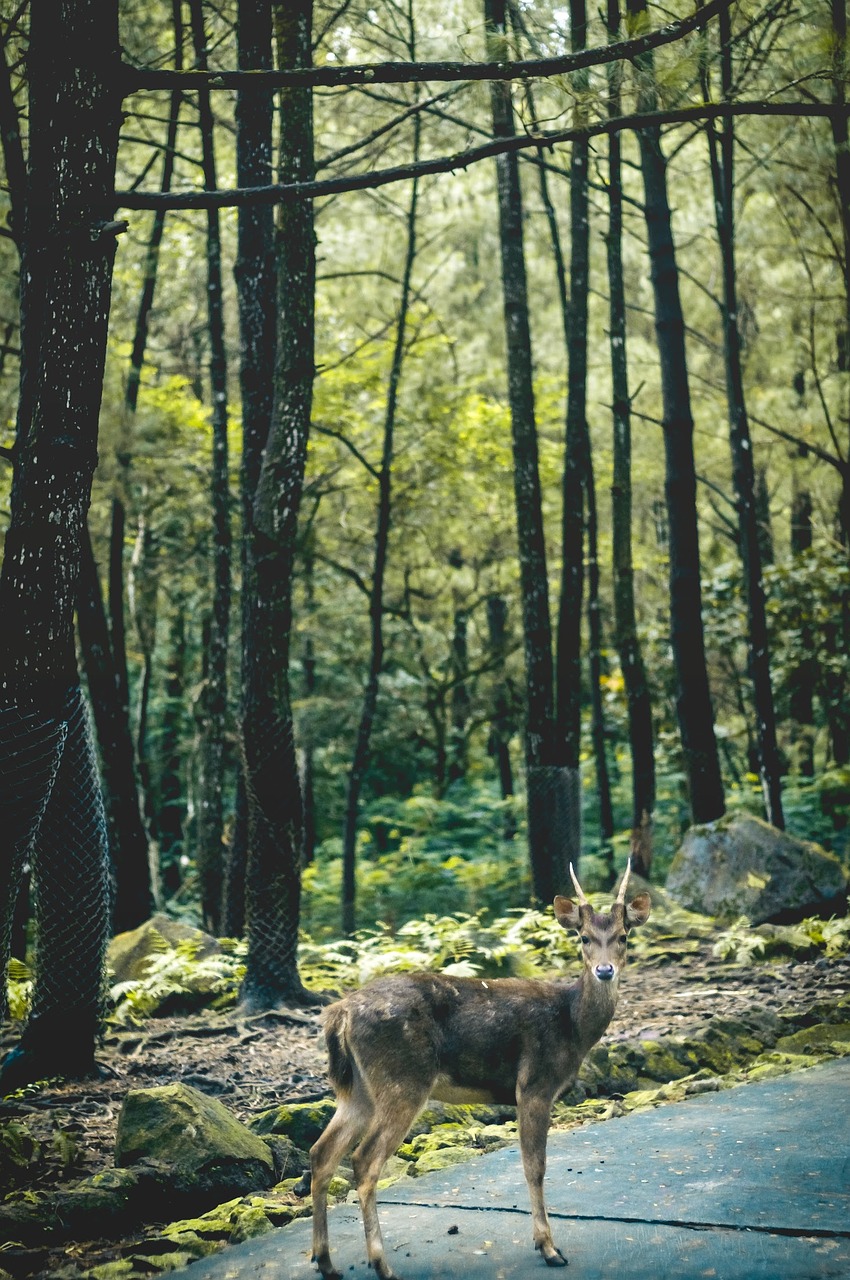 nature  wood  tree free photo