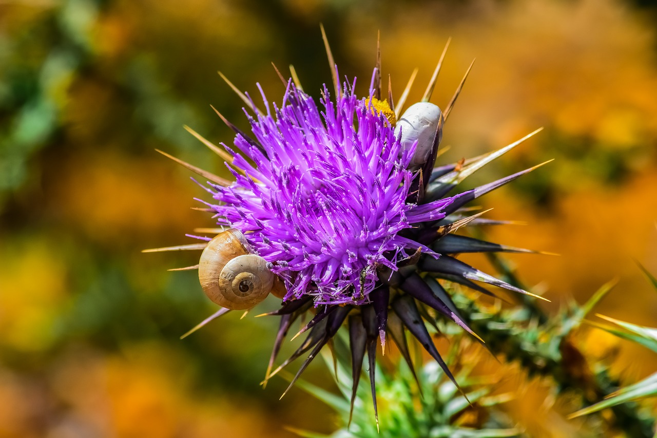 nature  prickly  thistle free photo