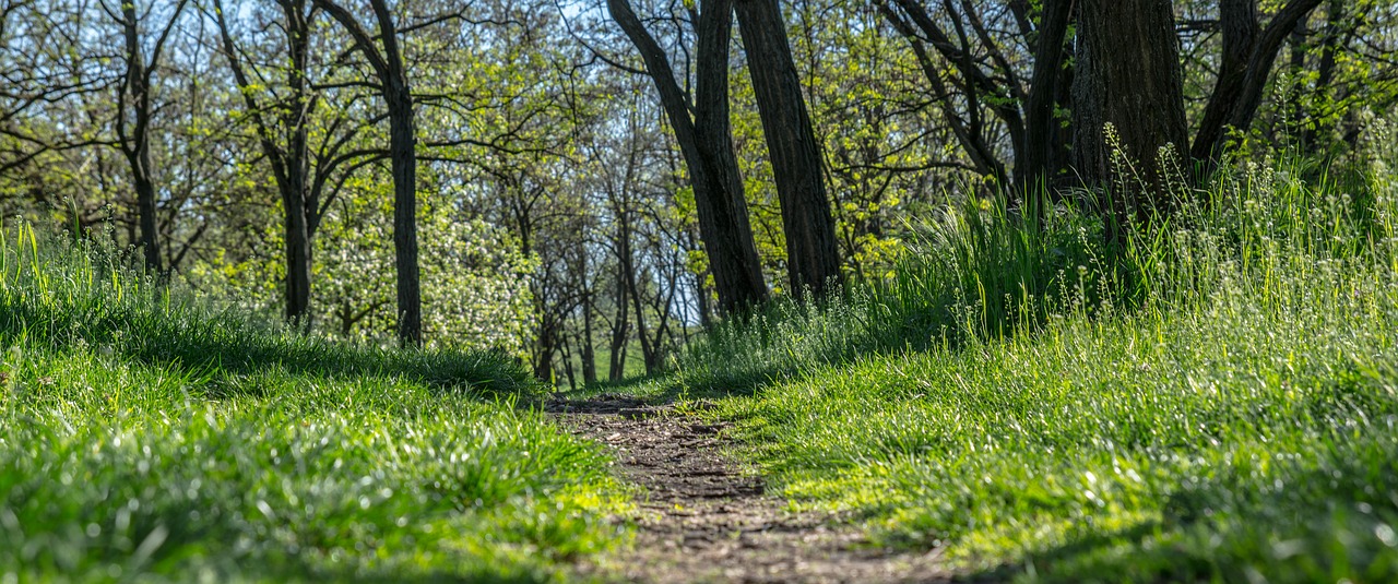 nature  path  wood free photo