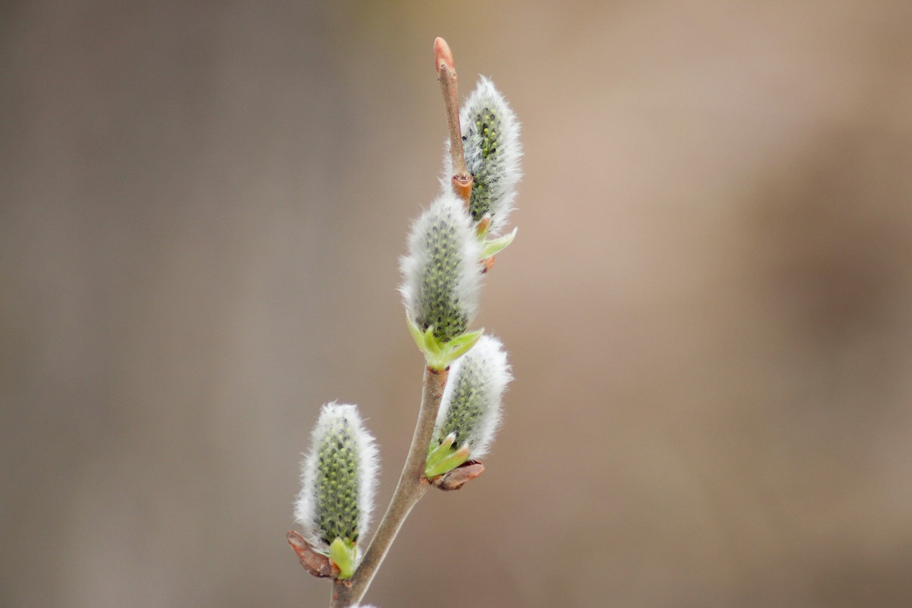 nature  no one  outdoors free photo